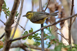 Golden Vireo