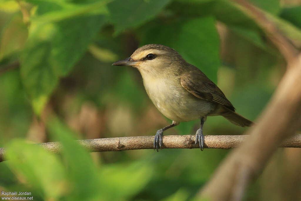 Yucatan Vireo, close-up portrait