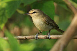 Yucatan Vireo