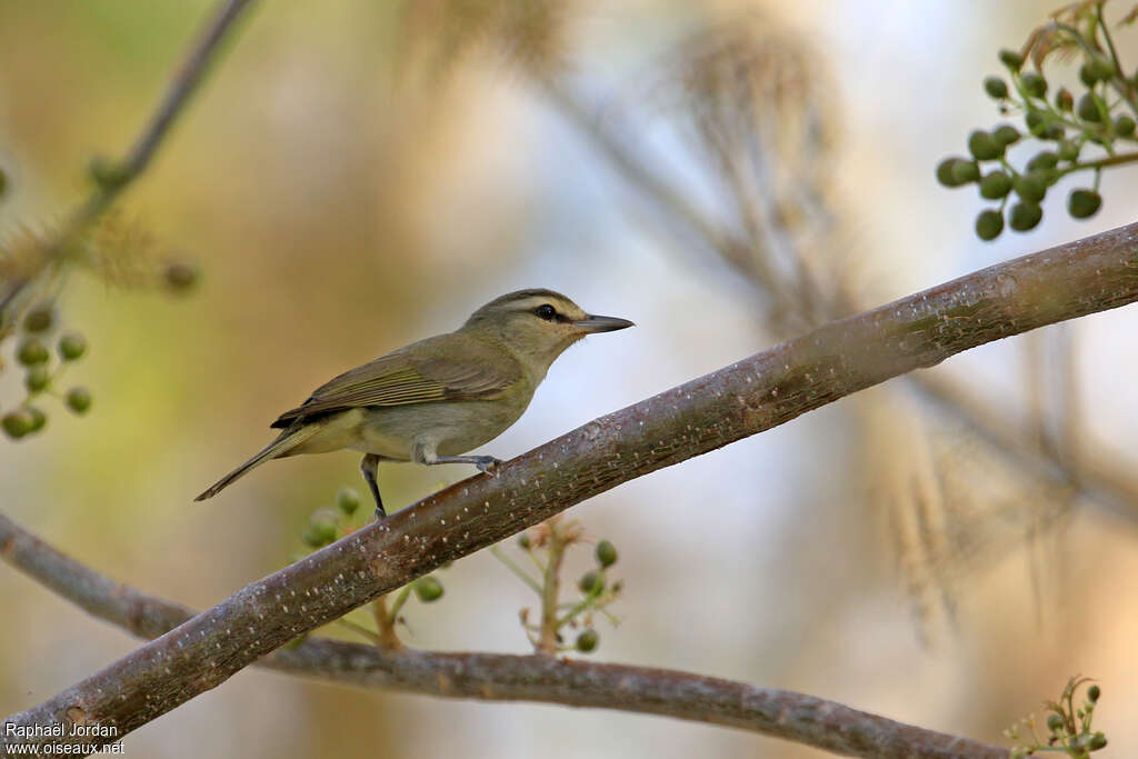 Viréo du Yucatanadulte, identification