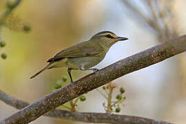 Yucatan Vireo