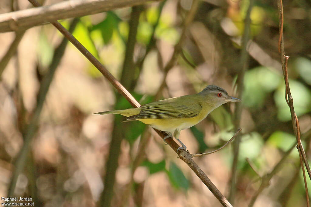 Yellow-green Vireoadult, identification