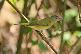 Viréo jaune-verdâtre