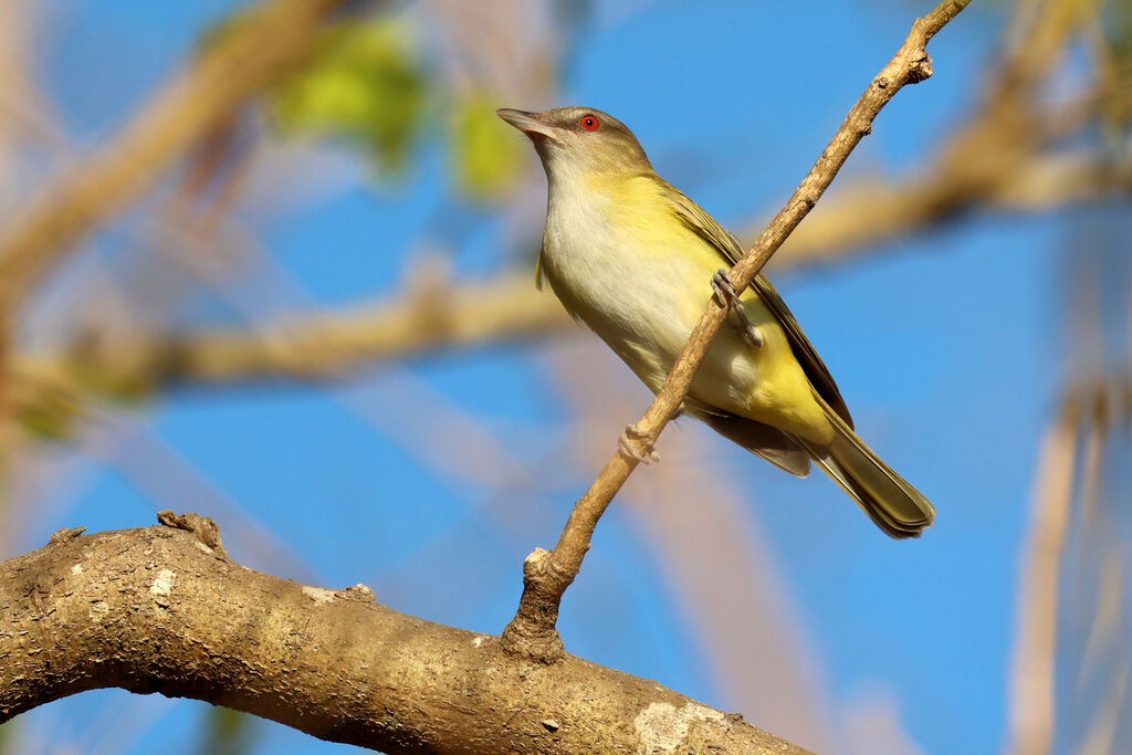 Yellow-green Vireoadult