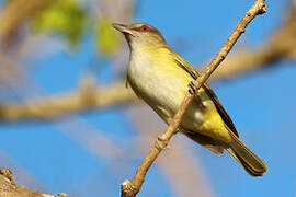 Yellow-green Vireo