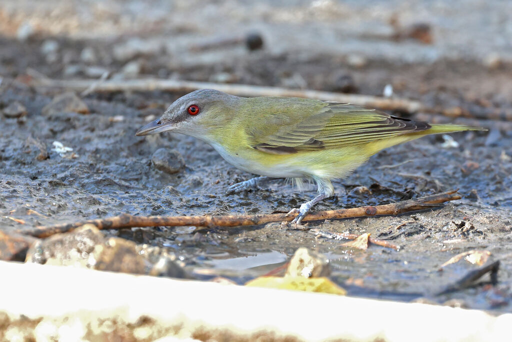 Yellow-green Vireoadult