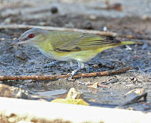 Yellow-green Vireo