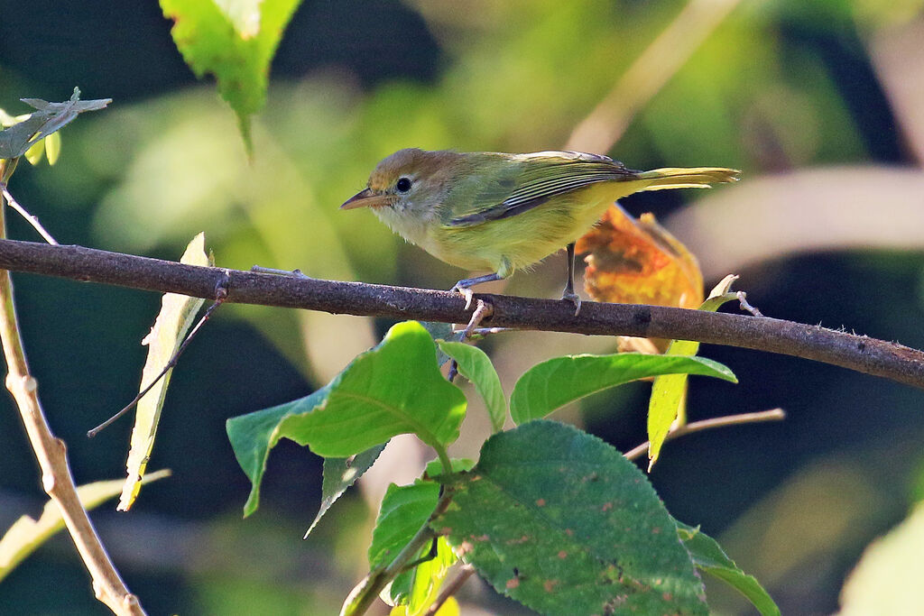 Golden-fronted Greenlet