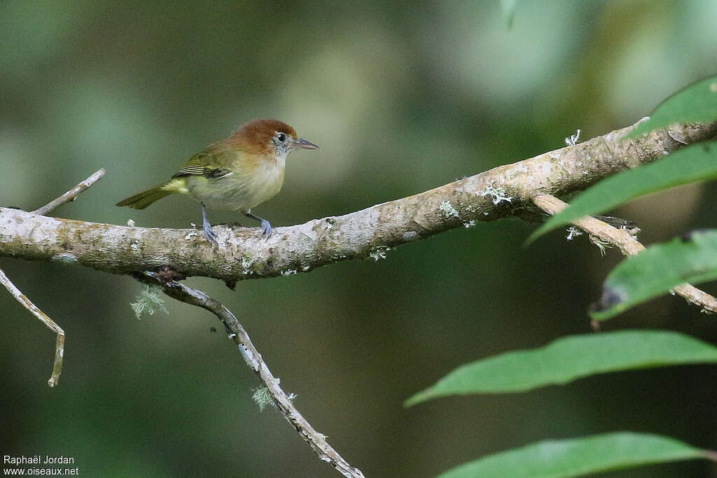 Rufous-naped Greenletadult, identification