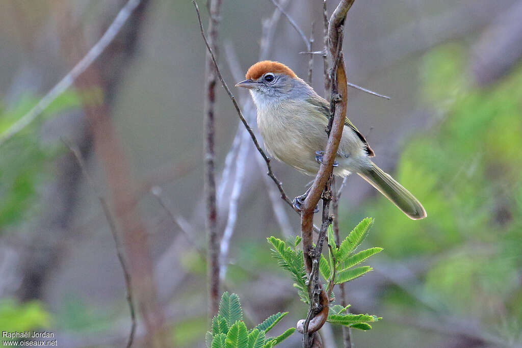 Grey-eyed Greenletadult, identification