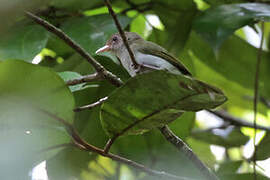 Brown-headed Greenlet