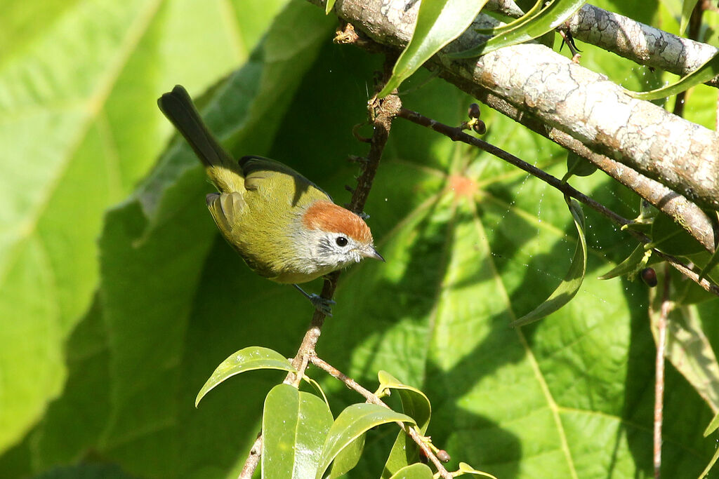 Rufous-crowned Greenletadult