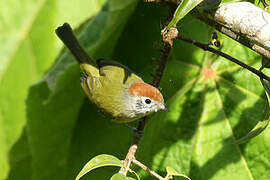 Rufous-crowned Greenlet