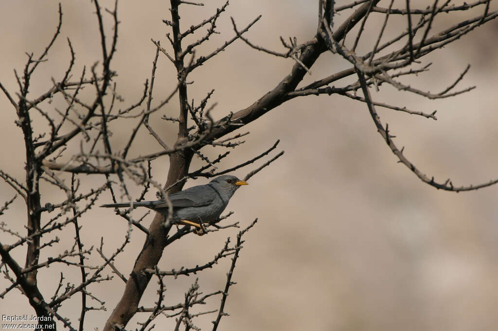 Xénospingue uniformeadulte nuptial, identification