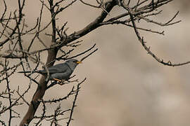 Slender-billed Finch