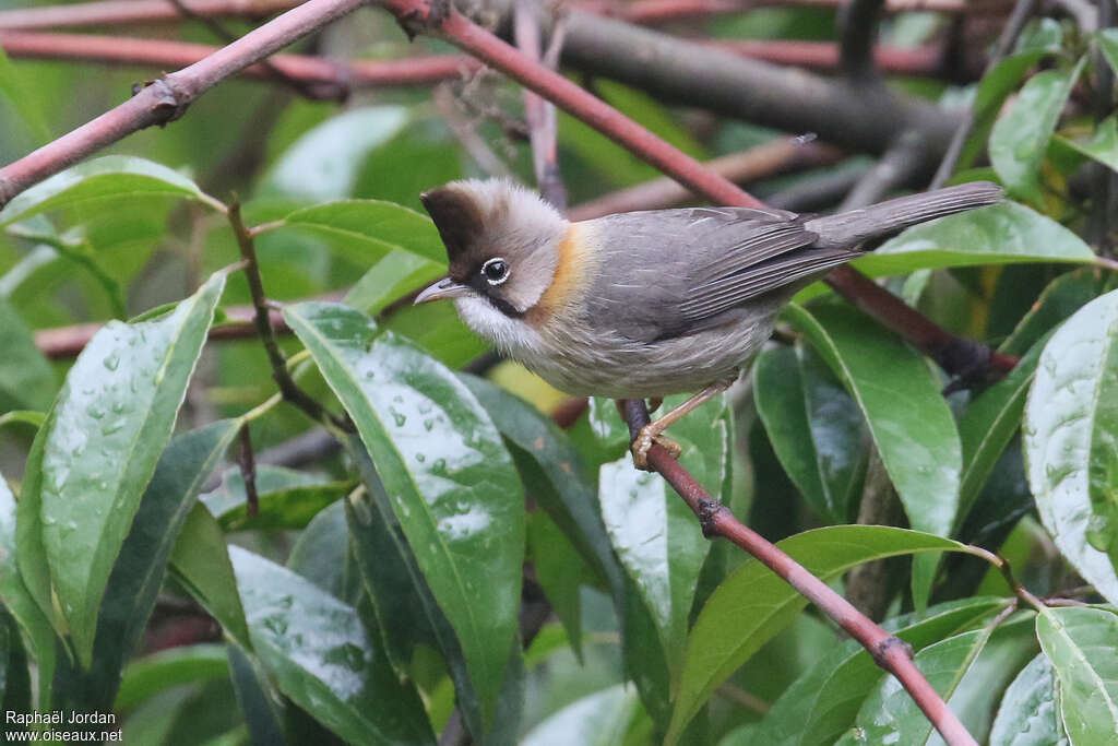 Yuhina à cou rouxadulte, identification