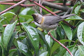 Yuhina à cou roux