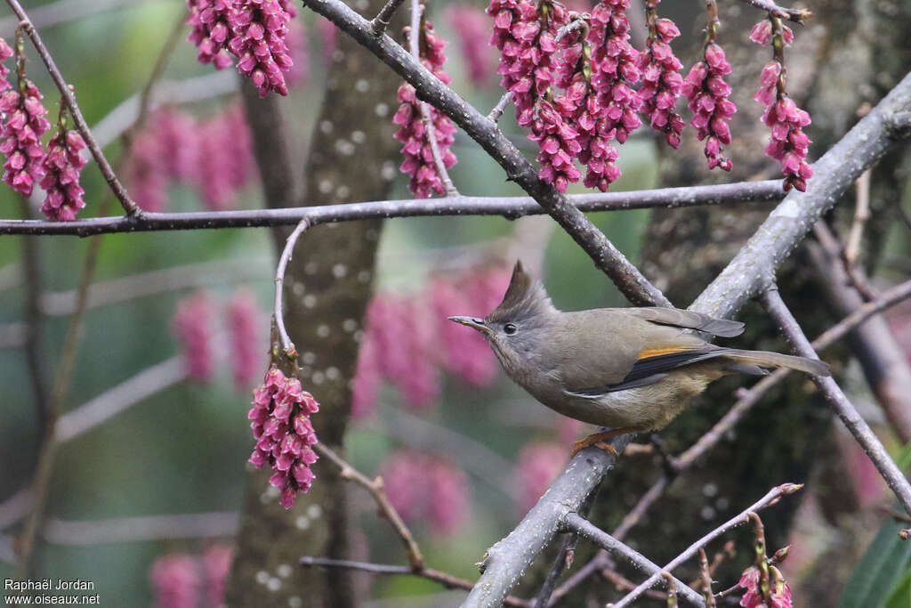 Yuhina à gorge striéeadulte nuptial, identification