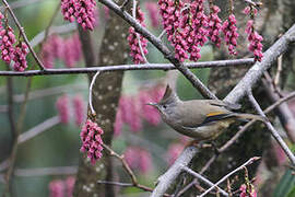 Yuhina à gorge striée