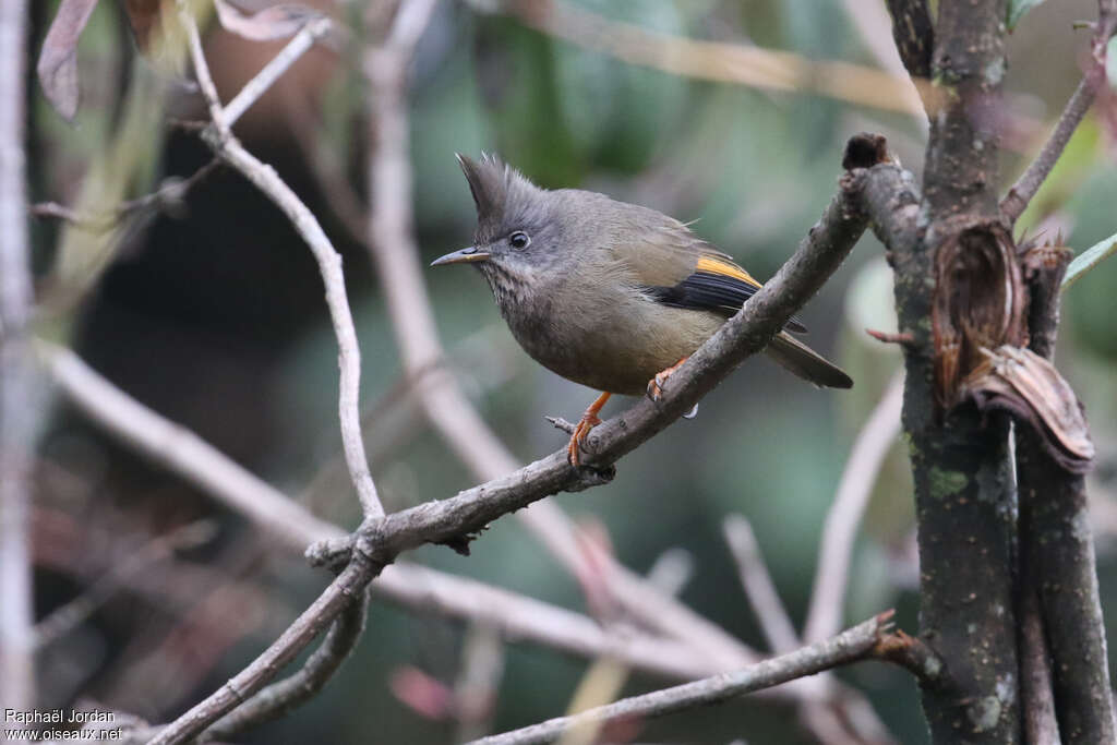 Stripe-throated Yuhinaadult breeding, Behaviour