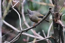 Yuhina à gorge striée