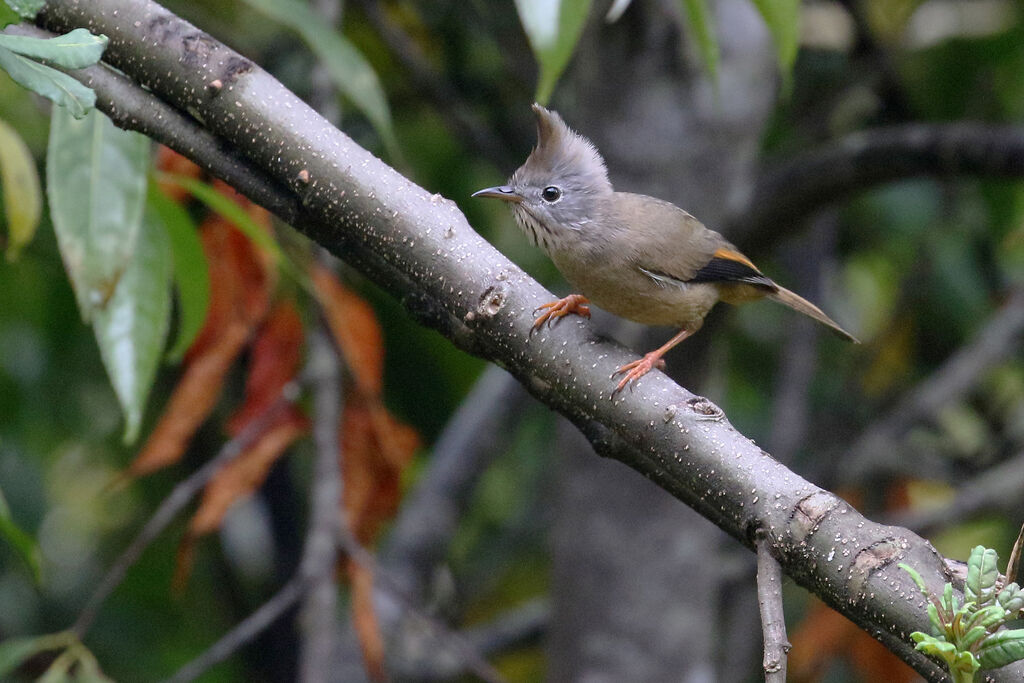 Yuhina à gorge striée