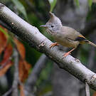 Yuhina à gorge striée
