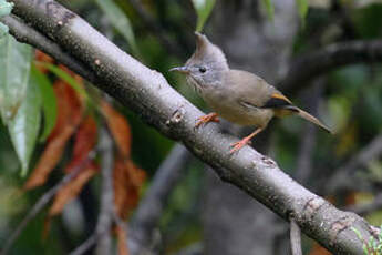 Yuhina à gorge striée