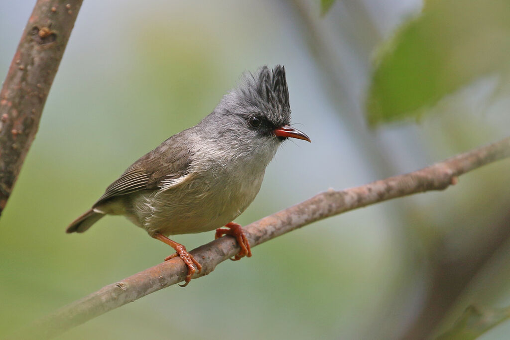 Yuhina à menton noiradulte