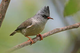 Black-chinned Yuhina