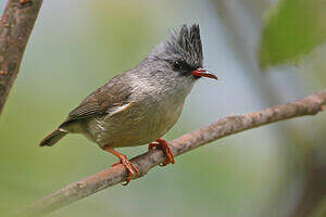 Yuhina à menton noir