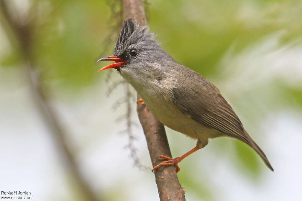 Black-chinned Yuhinaadult, identification