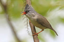 Black-chinned Yuhina