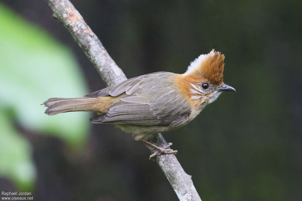 White-naped Yuhinaadult, identification