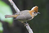 Yuhina à nuque blanche