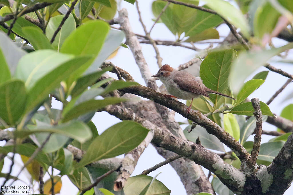 Yuhina à tête marronadulte, identification