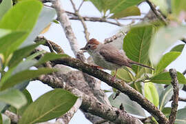 Striated Yuhina