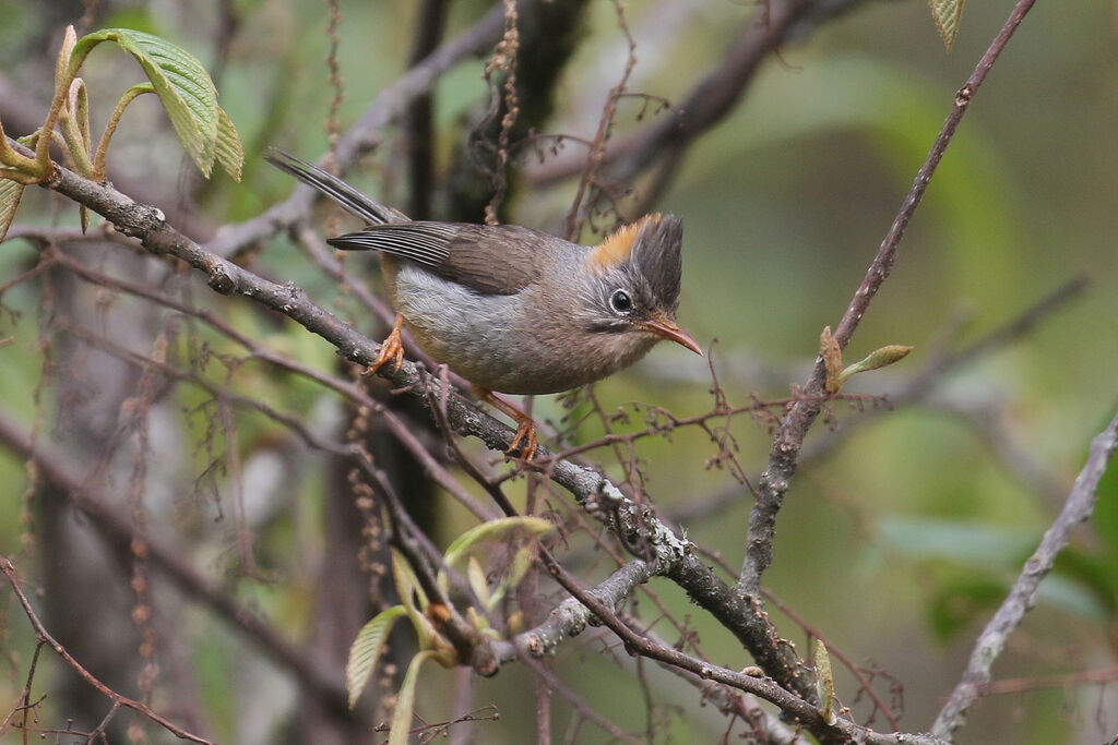 Rufous-vented Yuhinaadult