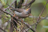 Yuhina à ventre roux