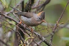 Yuhina à ventre roux