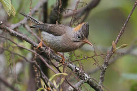 Rufous-vented Yuhina