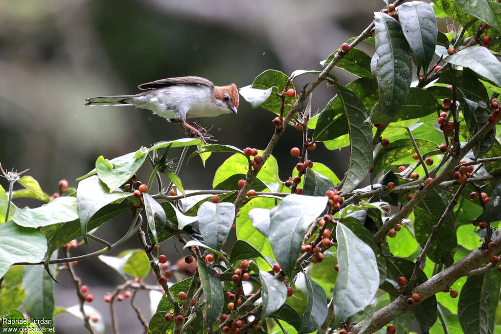 Yuhina de Bornéo