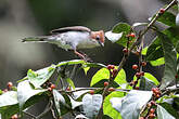 Yuhina de Bornéo