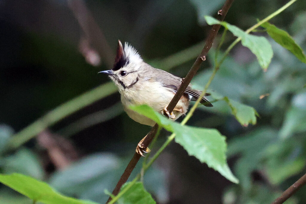 Taiwan Yuhina