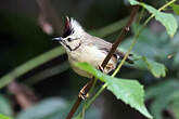 Yuhina de Taïwan