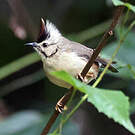 Yuhina de Taïwan