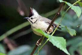 Taiwan Yuhina