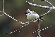 Yuhina de Taïwan