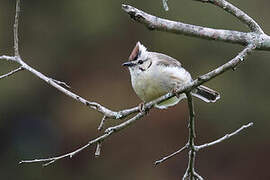 Taiwan Yuhina