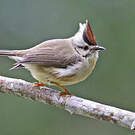Yuhina de Taïwan